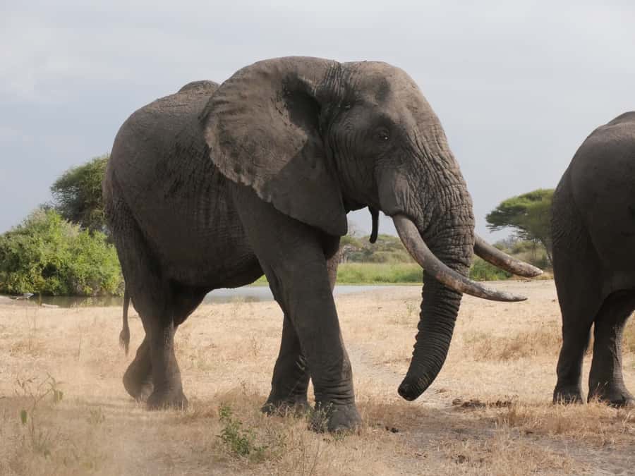 From Zanzibar: Nyerere National Park Game Drive with Lunch - The early pickup and 30-minute flight