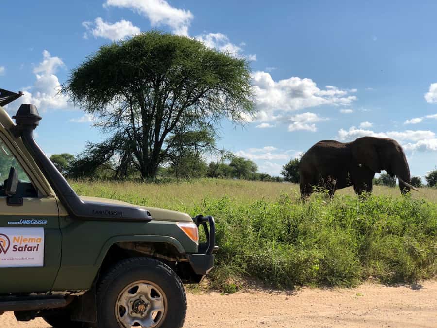 From Zanzibar: Nyerere National Park Game Drive with Lunch - Your guide can shape the whole day