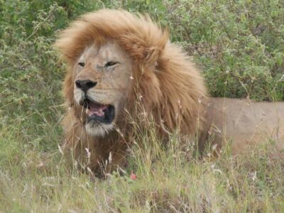 Nyerere National Park Game Drive with Lunch