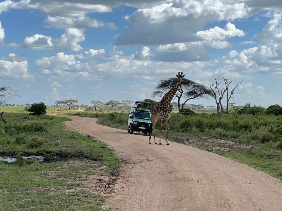 From Zanzibar: Nyerere National Park Game Drive with Lunch - What the $550 price covers