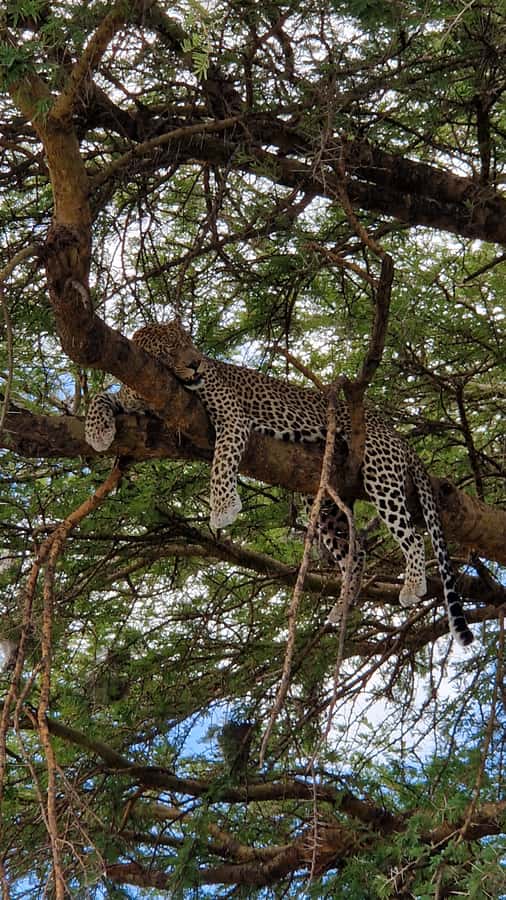 From Zanzibar: Nyerere National Park Game Drive with Lunch - FAQ
