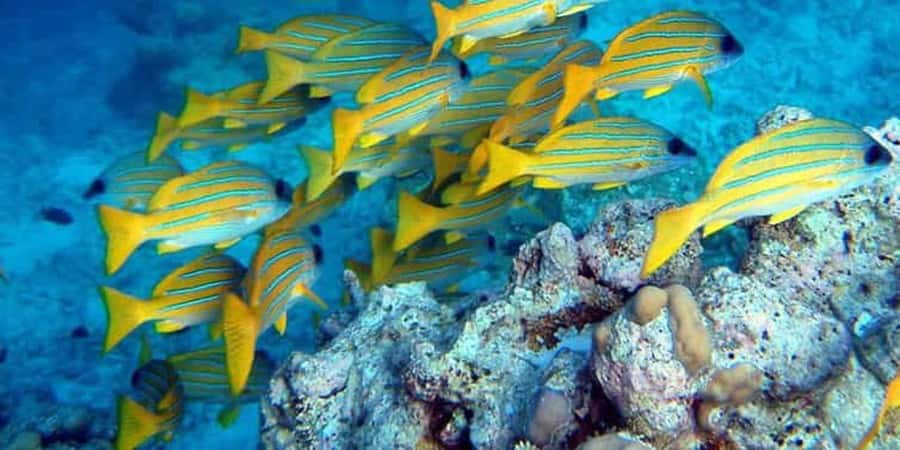 From Zanzibar: Starfish, Blue Lagoon, & The Rock Restaurant - Small details that make the morning easier