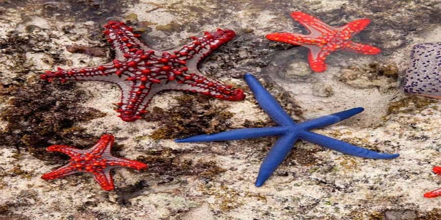 From Zanzibar: Starfish, Blue Lagoon, & The Rock Restaurant - A Zanzibar morning built around water and one famous table