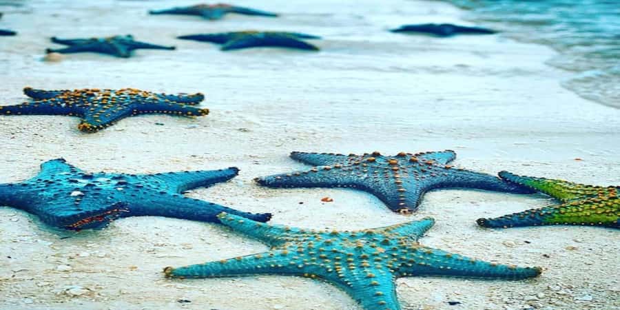 From Zanzibar: Starfish, Blue Lagoon, & The Rock Restaurant - Blue Lagoon snorkeling in clear, shallow water