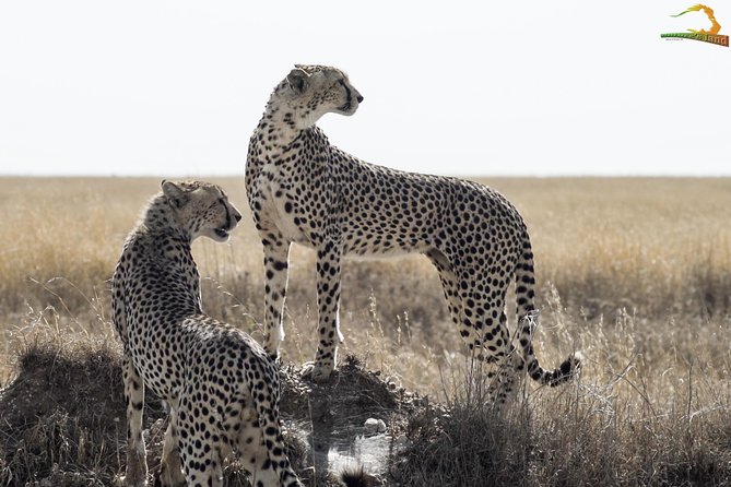 Full-Day Private Serengeti Safari from Mwanza - What the private 4x4 changes