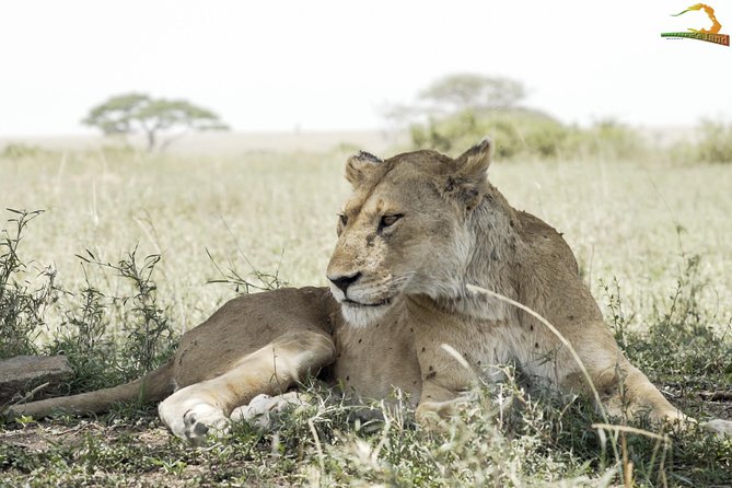 Full-Day Private Serengeti Safari from Mwanza - What the guide adds to the day