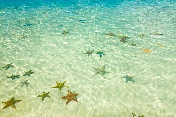 Fullday trip to Pungume and Uzi Island for Snorkeling and more - Transport, comfort, and what to pack