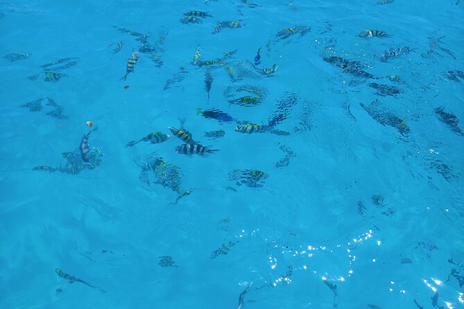 Fullday trip to Pungume and Uzi Island for Snorkeling and more - Searching for dolphins across the Indian Ocean