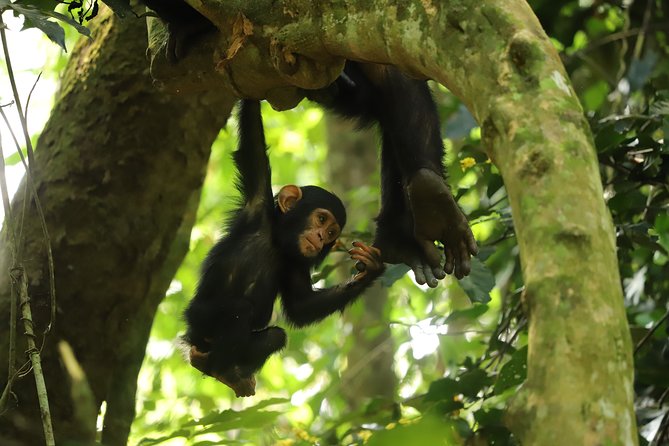 Gombe National Park Chimpanzee Trekking - Following chimpanzee trails in Gombe Stream National Park