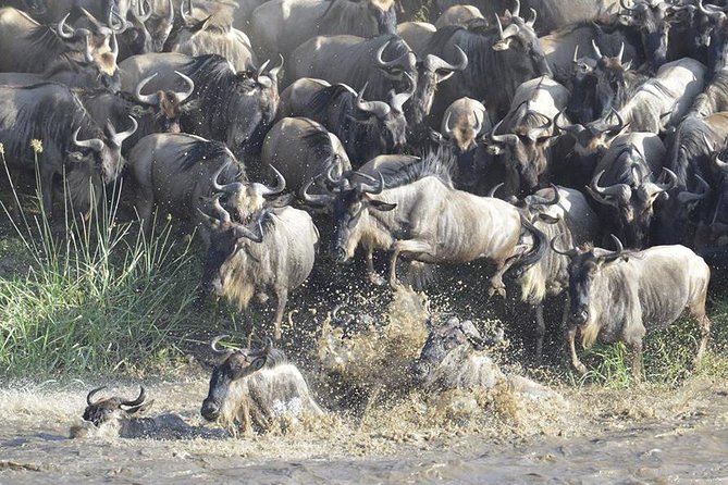 Great Migration Safari In Tanzania - What this seven-day Tanzania safari is really like