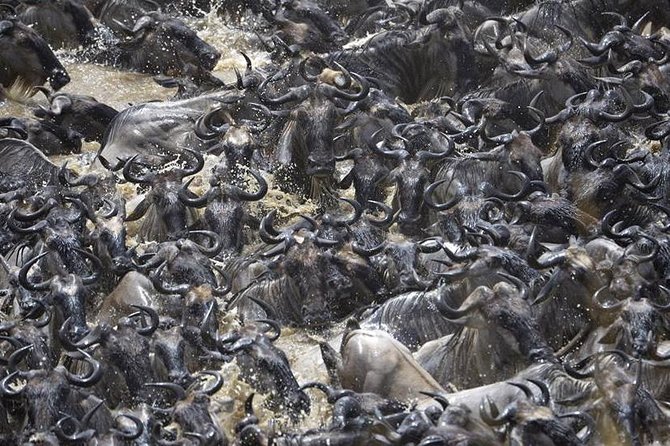 Great Migration Safari In Tanzania - Day 2: Tarangire’s elephants and baobabs