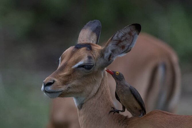 Great Migration Safari In Tanzania - Day 1: Kilimanjaro Airport to Karatu