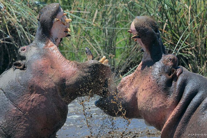 Group Safari 7 Days in Tanzania's Main Parks - The route from Arusha to the Serengeti