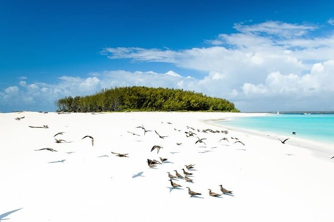 Half-Day Dolphin & Snorkeling Tour in Mnemba Island Zanzibar - Starting at 8:00 am with hotel pickup
