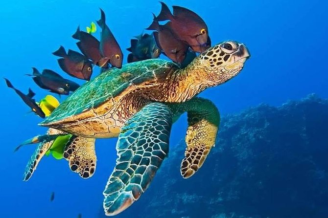 Half-Day Dolphin & Snorkeling Tour in Mnemba Island Zanzibar - Dolphins, turtles, and the need for realistic expectations