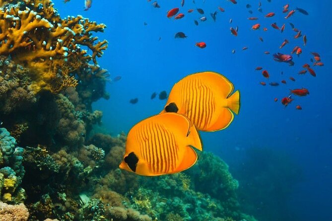 Half-Day Dolphin & Snorkeling Tour in Mnemba Island Zanzibar - Is the $120 price fair?
