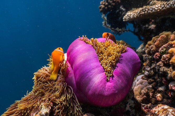 Half-Day Dolphin & Snorkeling Tour in Mnemba Island Zanzibar - Who should book this Mnemba outing?