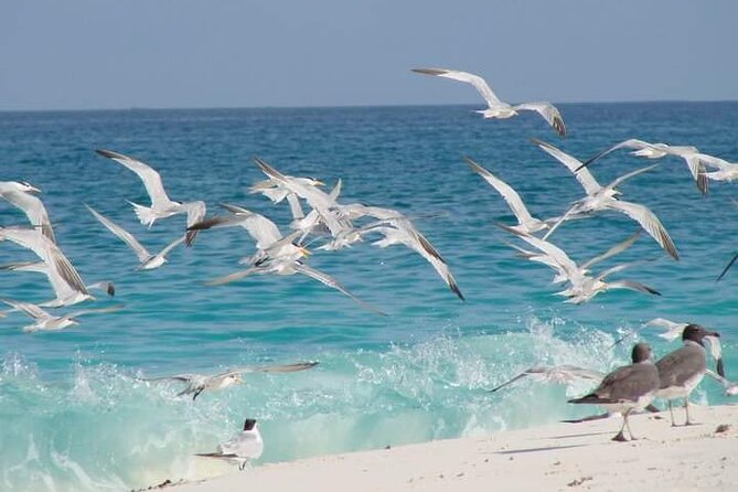 Half Day Zanzibar Mnemba Atoll Marine Reserve Snorkeling Tour - Reef sites, fish, and the main snorkeling session