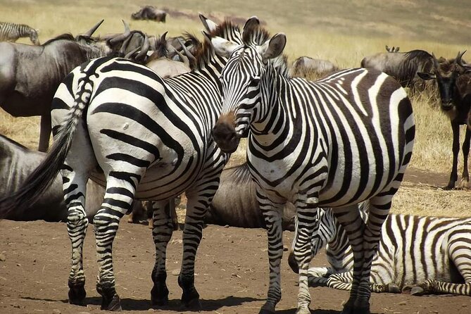 Joining Safari from Mwanza - What makes this Mwanza safari worth considering