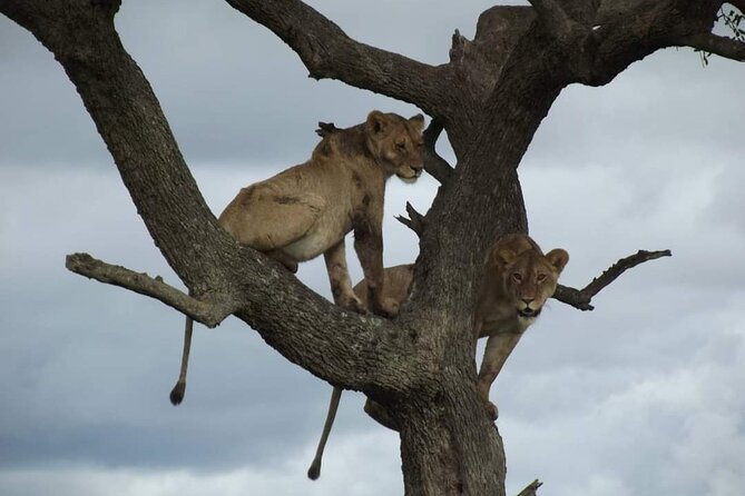 Joining Safari from Mwanza - A short Serengeti trip with a clear purpose