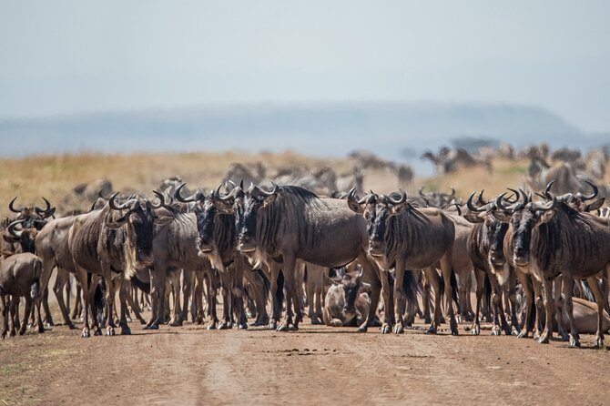 Joining Safari from Mwanza - The guide and the value of a small group