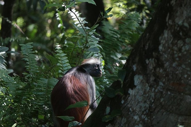 Jozani Forest - Why Jozani Forest deserves a place in your Zanzibar plans