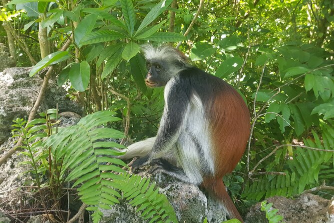 Jozani Forest, Kuza Cave, Paje Beach and The Rock Restaurant - Transport, guides, and the private-tour advantage