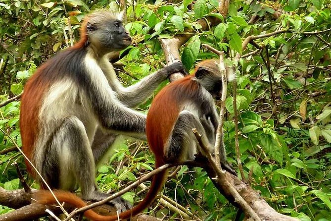 Jozani Forest Reserve Half-Day Guided Tour from Zanzibar - Why Jozani Forest matters on a Zanzibar trip