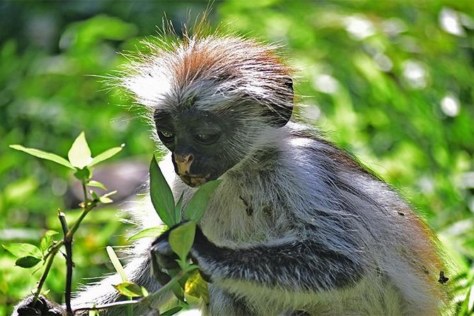 Jozani Forest Reserve Half-Day Guided Tour from Zanzibar - Following the forest trail with a park ranger