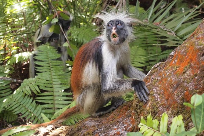 Jozani Forest Reserve Half-Day Guided Tour from Zanzibar - Crossing the mangrove boardwalk