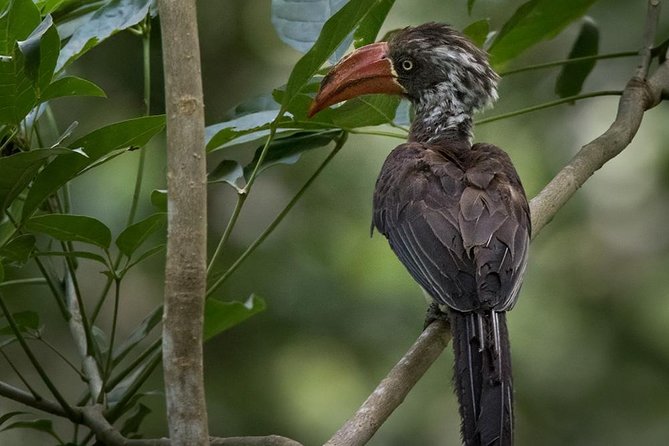 Jozani Forest Reserve Half-Day Guided Tour from Zanzibar - Timing: a short trip with two departure choices