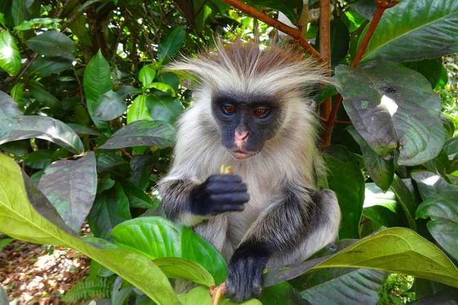 Jozani Forest Reserve Half-Day Guided Tour from Zanzibar - Is $115 per person good value?