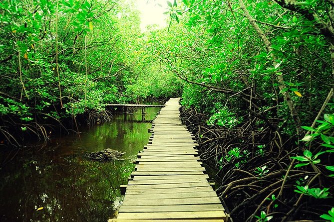 Jozani Forest Reserve Half-Day Guided Tour from Zanzibar - Fitness, clothing, and practical comfort