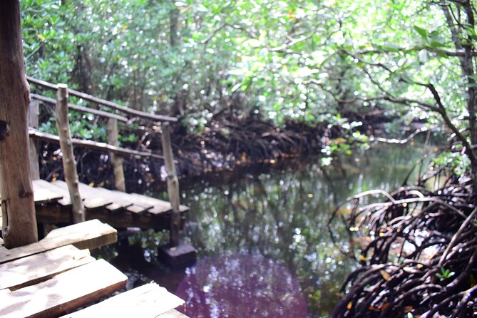 Jozani Forest Tour - Who should book this forest tour?