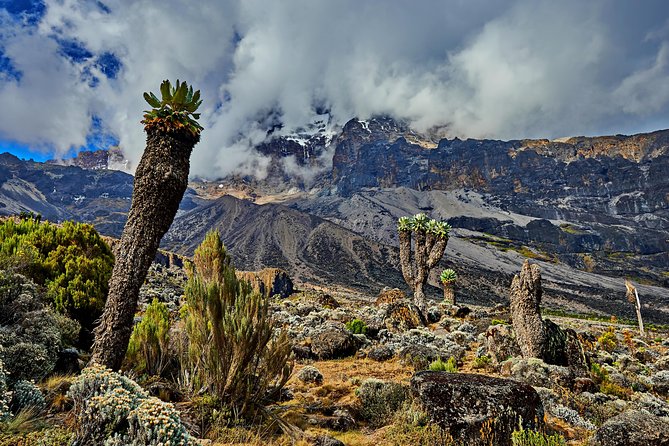 Kilimanjaro climb by Lemosho Route (7-day) - Why the Lemosho Route is a smart choice