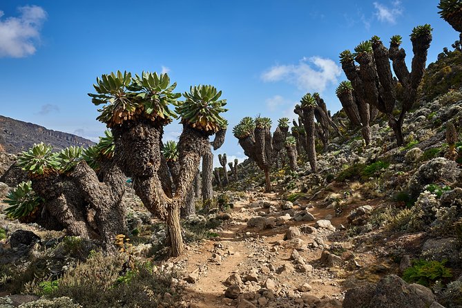 Kilimanjaro climb by Lemosho Route (7-day) - Day 3: Shira 2 and the first altitude lesson