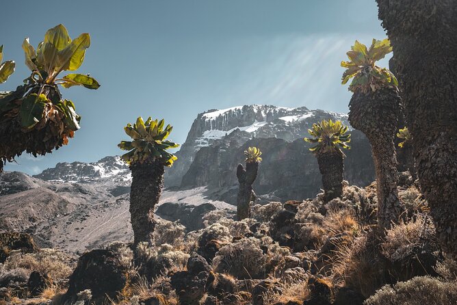 Kilimanjaro climb, Lemosho Route (6-day) - Day One on the Mountain: Londorossi Gate to Shira 2