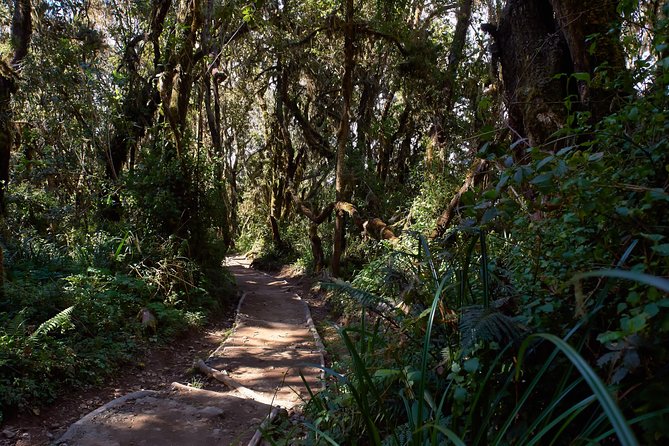 Kilimanjaro climb, Marangu route (6-day) - Day 3: the second acclimatization hike