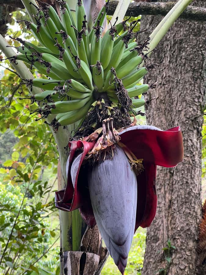 Kilimanjaro: Village Walk, Coffee Tour, Waterfall, and Lunch - Should you book the Materuni experience?