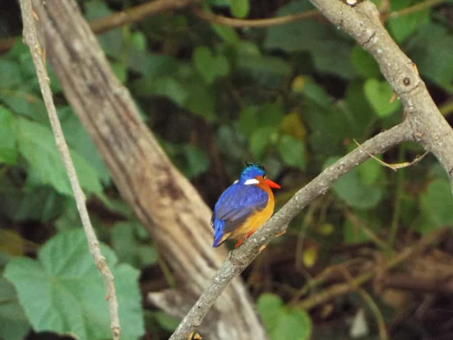 Kilimanjaro: Village Walk, Coffee Tour, Waterfall, and Lunch - Materuni Waterfall and the walk back