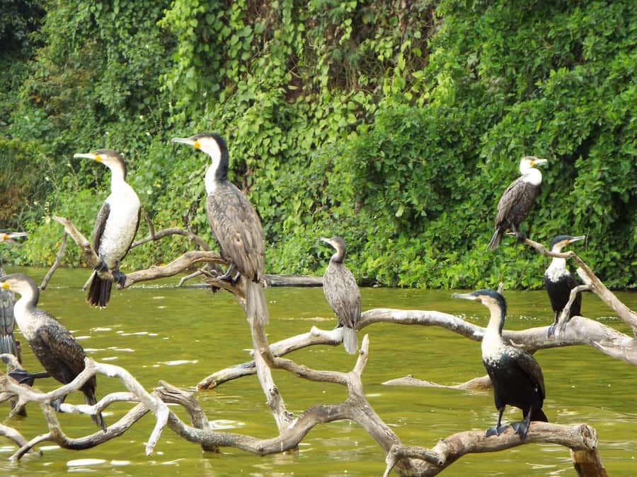 Kilimanjaro: Village Walk, Coffee Tour, Waterfall, and Lunch - Who will enjoy this Materuni day