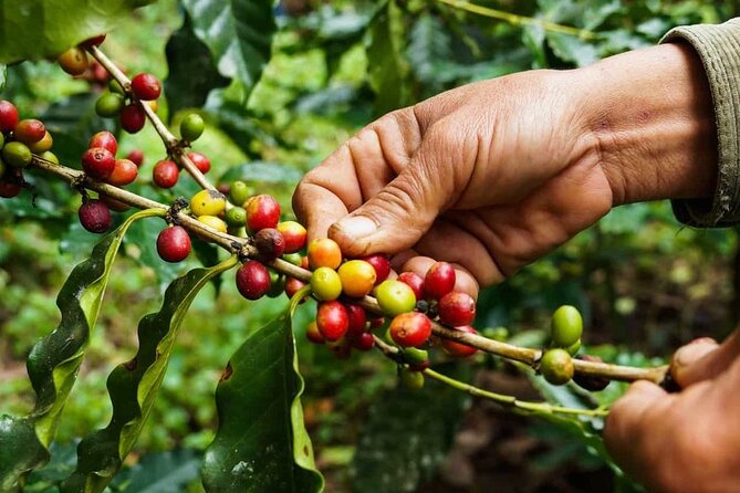 Maasai village visit, Materuni waterfalls & coffee experience - Walking to Materuni Waterfalls