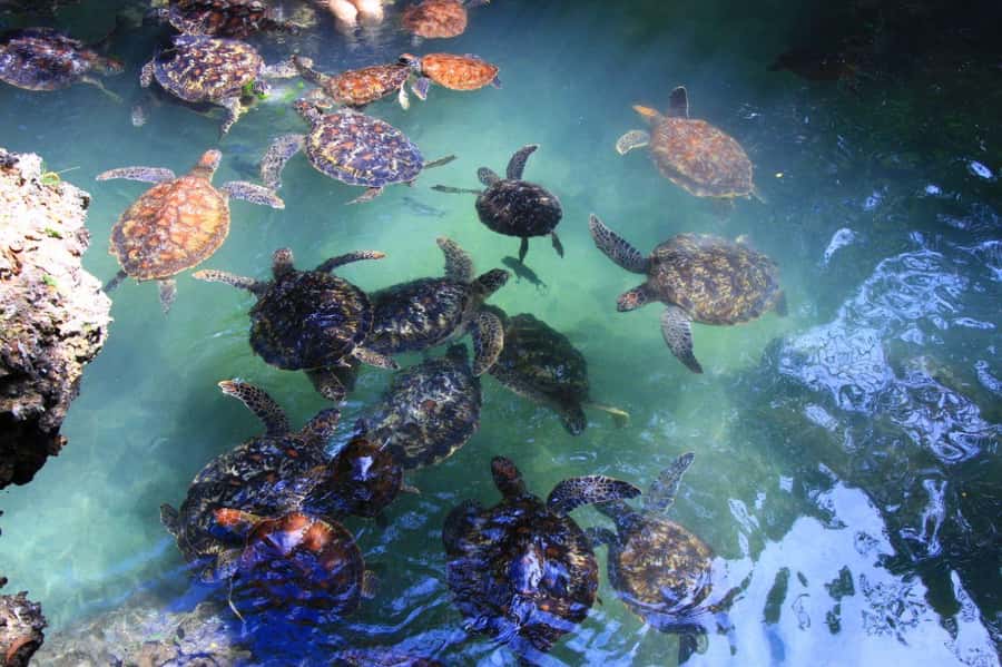 Massai village & Baraka turtules aquarium - The drive from your hotel to Kidoti