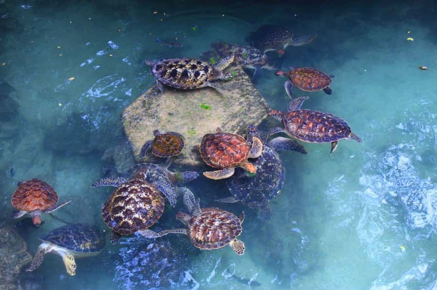 Massai village & Baraka turtules aquarium - From cultural talk to the Mnarani aquarium
