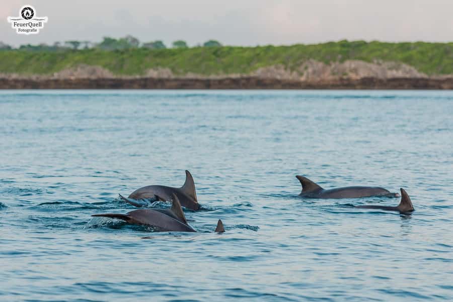Matemwe: Mnemba Island Dolphin & Snorkeling Boat Trip - Watching for dolphins in open water