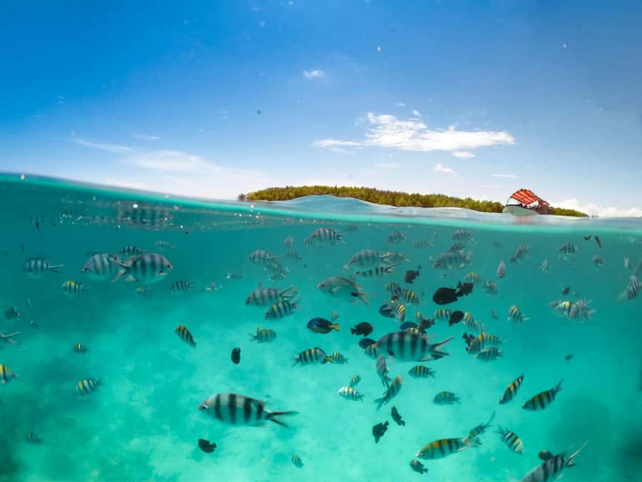 Matemwe: Mnemba Island Dolphin & Snorkeling Boat Trip - Snorkeling around Mnemba