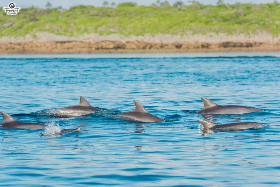 Matemwe: Mnemba Island Dolphin & Snorkeling Boat Trip - Who will enjoy this boat trip most