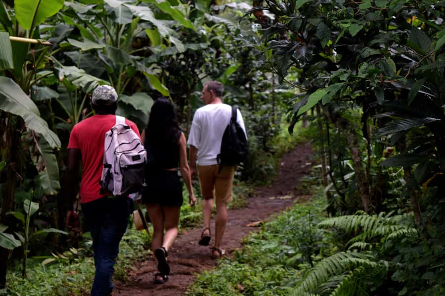 Materuni Waterfalls, Chemka Hot Springs, &/Or Coffee Tour - Coffee made the old-fashioned way