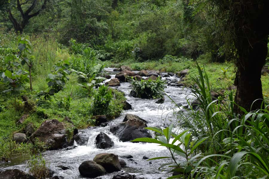 Materuni Waterfalls, Chemka Hot Springs, &/Or Coffee Tour - Who should choose this outing?