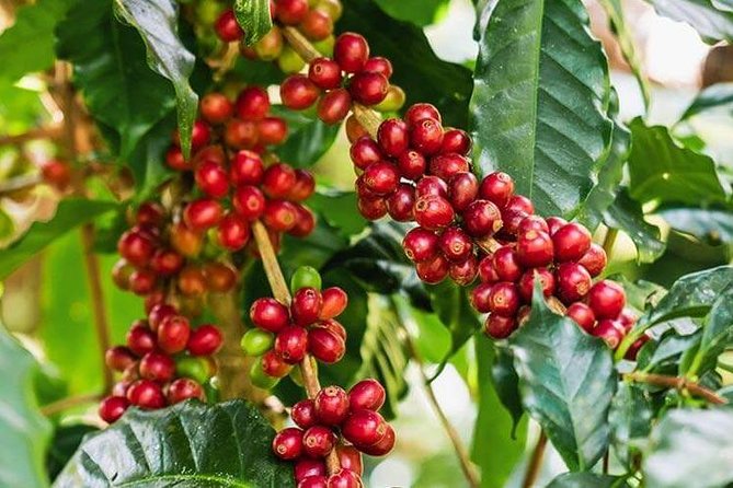 Materuni Waterfalls & Coffee Tour from Moshi - Learning coffee from plant to cup